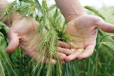 Farmers hands touches the grain rye plants on field farming agriculture corn
