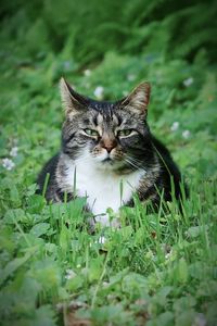 Tabby cat outdoors