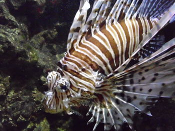 Close-up of fish in aquarium