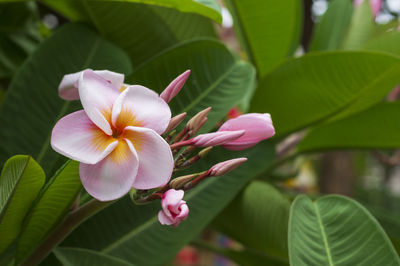 Close-up of pink flowering plant