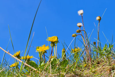 Low angle view of yellow flowering plants against clear blue sky