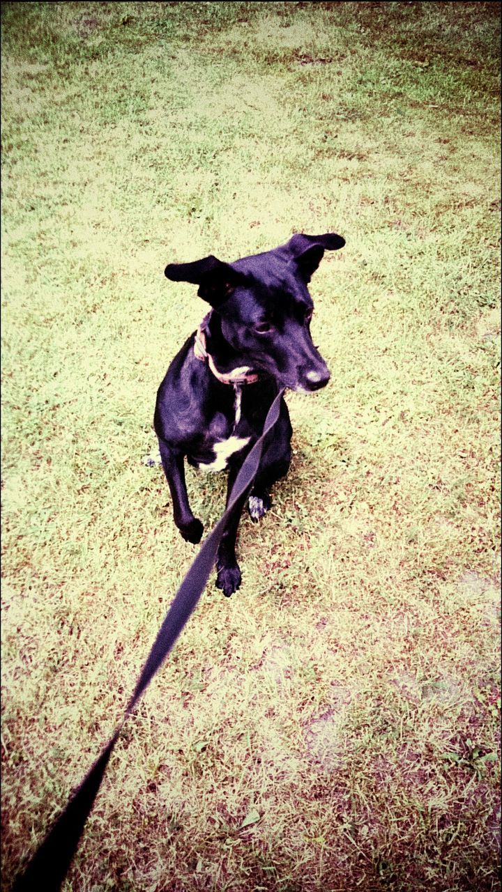 animal themes, domestic animals, one animal, mammal, dog, high angle view, pets, black color, full length, field, shadow, standing, outdoors, sunlight, day, zoology, no people, nature, animal