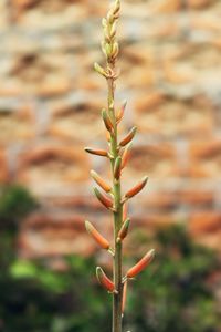 Close-up of plant