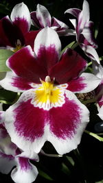 Close-up of frangipani blooming outdoors