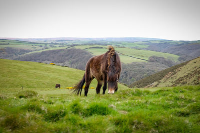 Horse in a field