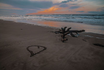 Driftwood on beach against sky during sunset