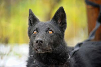 Close-up portrait of a dog