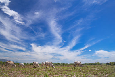 Cows grazing on landscape against blue sky