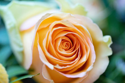 Close-up of rose flower