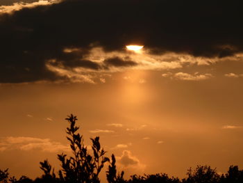 Low angle view of silhouette trees against sky during sunset