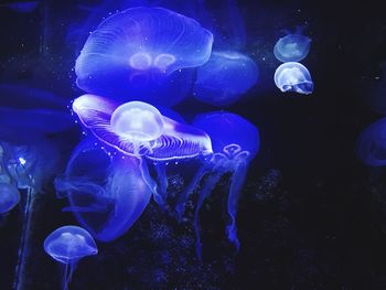 Close-up of jellyfish swimming in water