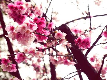 Low angle view of pink flowers blooming on tree