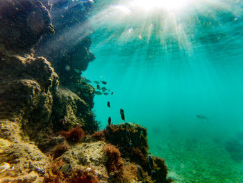 View of coral swimming in sea