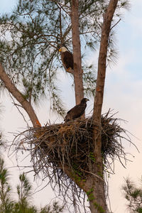 Low angle view of bird on tree