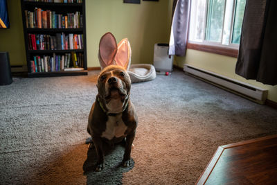 Portrait of dog sitting at home