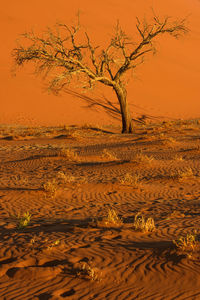 Tree by sea during sunset