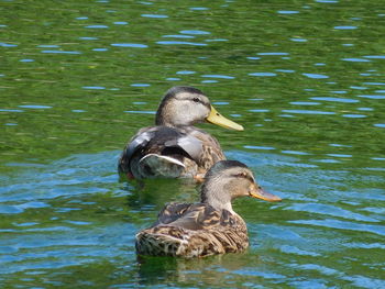 Duck swimming in lake