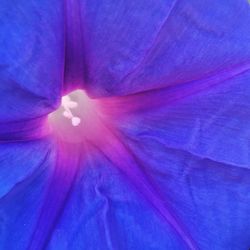 Extreme close up of purple flower