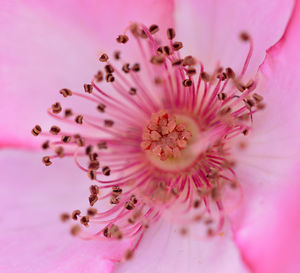 Full frame shot of pink flower