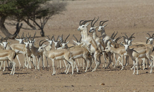 View of sheep on field