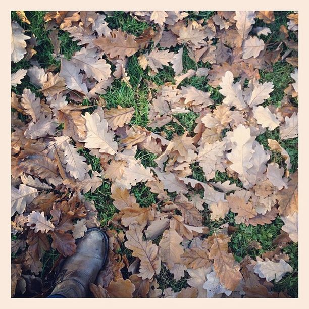 transfer print, leaf, autumn, auto post production filter, change, dry, leaves, high angle view, season, fallen, full frame, nature, backgrounds, abundance, field, ground, falling, tranquility, maple leaf, day