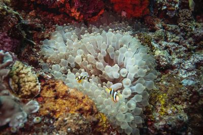Close-up of fish in sea
