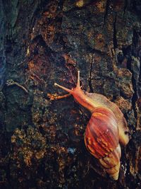 Close-up of snail on tree trunk