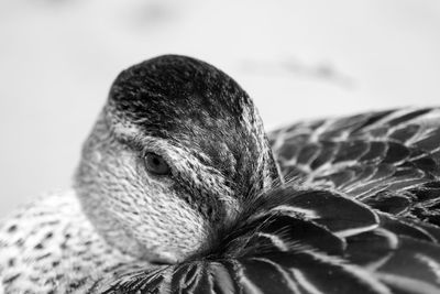 Close-up of duck preening