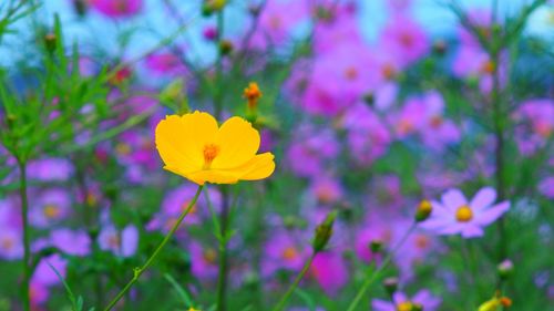 Close-up of flowers growing on field