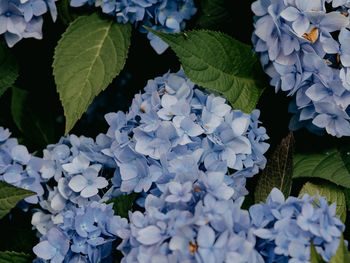 Close-up of purple hydrangea on plant