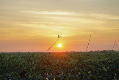 Plants on field against sky during sunset