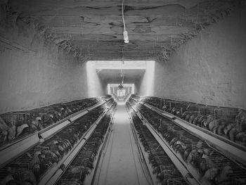 Row of chickens in cages at poultry farm