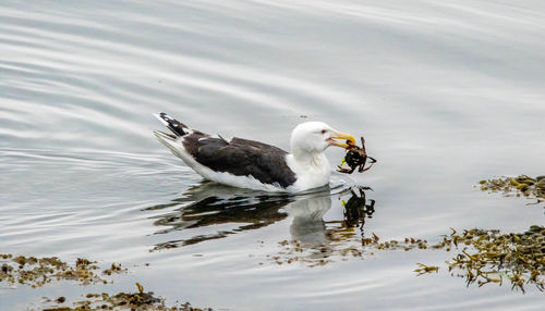 High angle view of duck swimming on lake