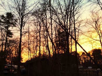 Silhouette of trees at sunset