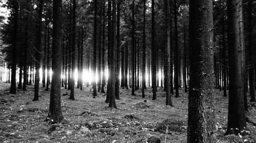 Trees in forest against sky