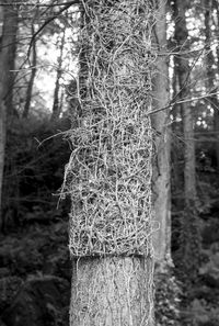 Close-up of tree trunk in forest