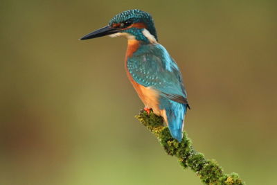 Close-up of kingfisher perching on branch