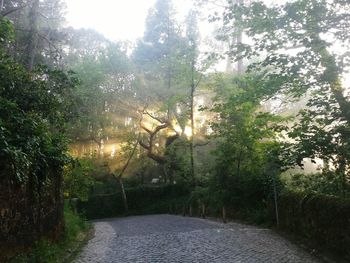 Road passing through trees