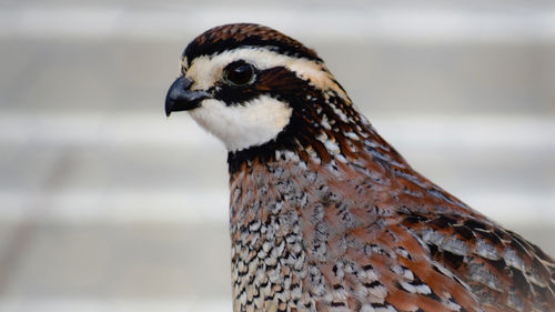 Close-up of a bird