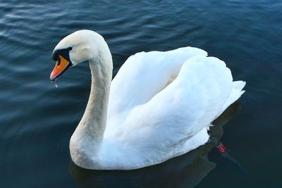 Close-up of swan swimming in lake