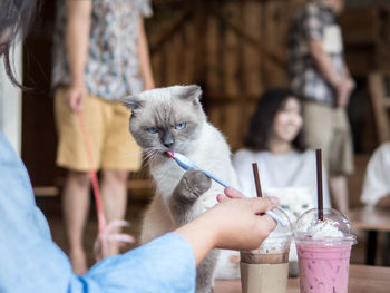 Midsection of woman holding cat