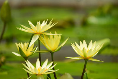 Close-up of yellow flowering plant against lake