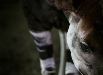 Close-up of okapi