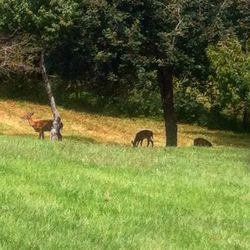 Deer grazing on grassy field