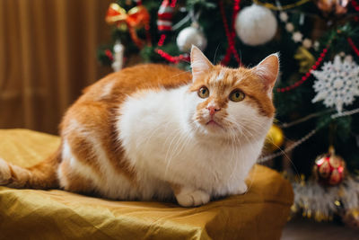 Close-up of cat lying on bed at home