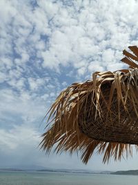 Palm tree on beach against sky