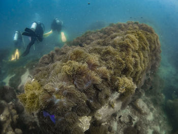 High angle view of coral swimming in sea