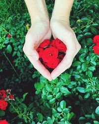 High angle view of hand holding red rose flower