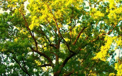 Low angle view of trees