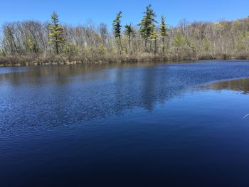 Reflection of trees in water